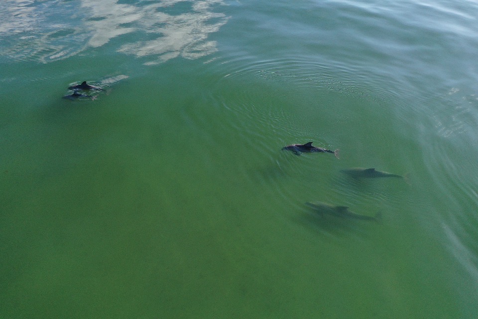 Dolphins while kiteboarding